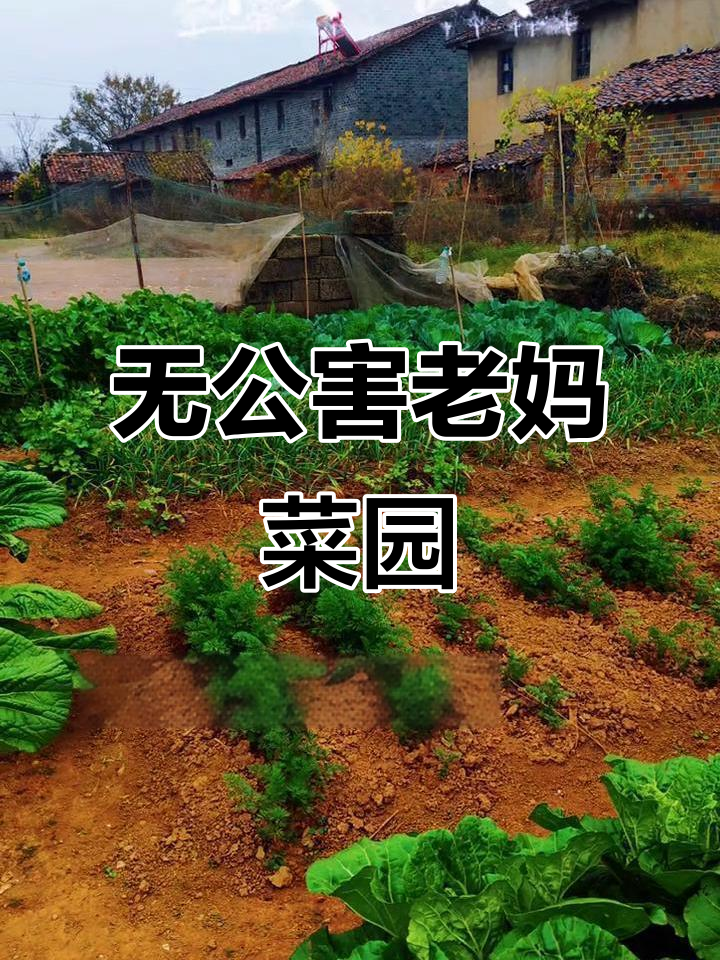 岁月流转中的老妈菜园,无农药纯天然的绿色蔬菜