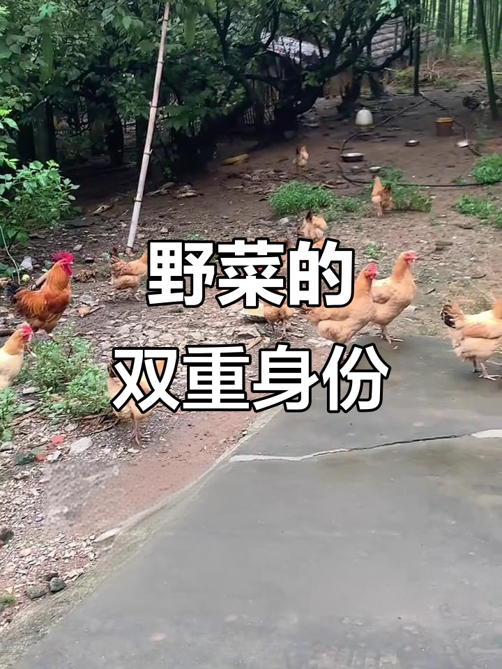 常见野菜竟是鸡的美味，营养丰富又省钱！你吃过几种？