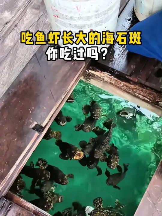 还有十几天就过年了,年夜饭的海鲜准备好了吗?来看看我们湛江的石斑鱼!