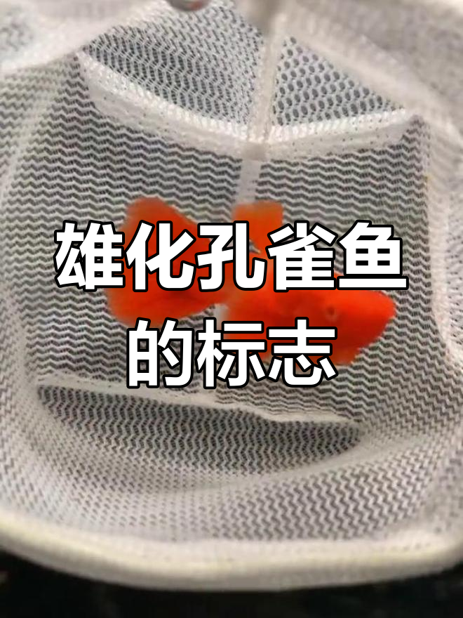 雄性化鸿运当头孔雀鱼的特征解析