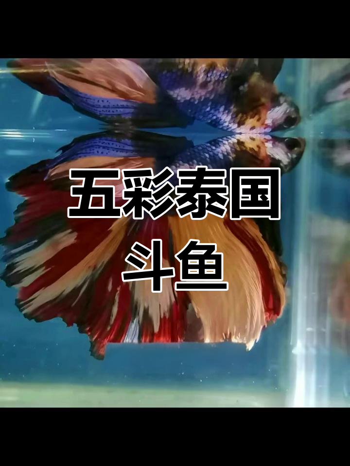 泰国斗鱼:色彩艳丽,生命力顽强