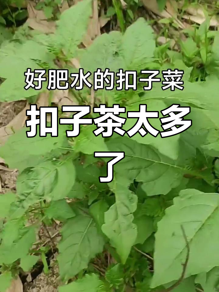 扣子菜太多,根本吃不完!这道凉拌菜太下饭了