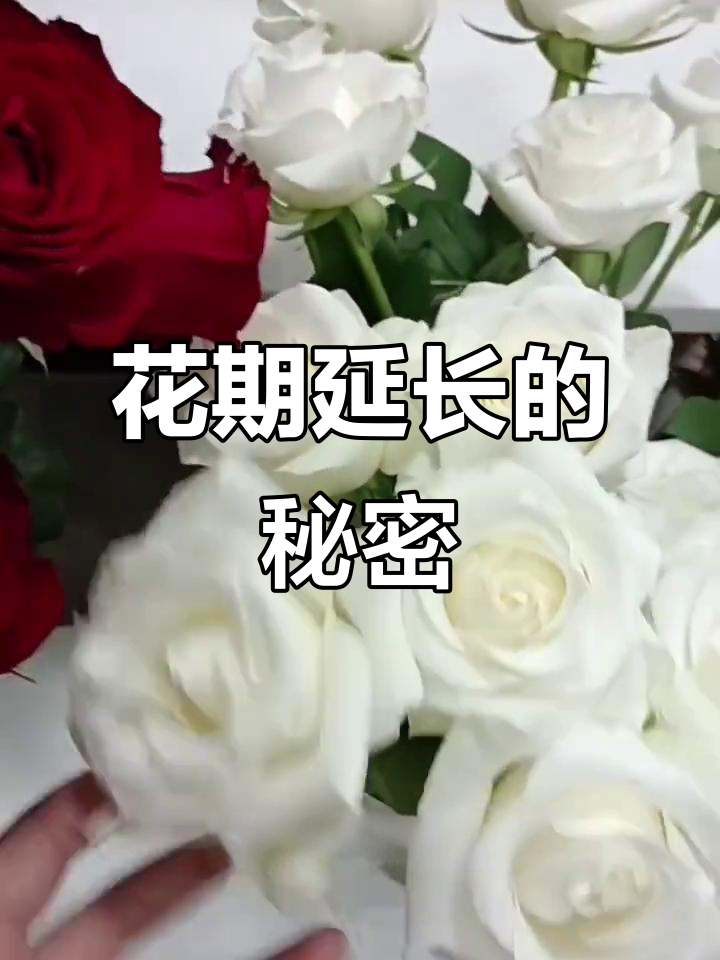 延长花期秘诀:芸花鲜生鲜花保鲜剂大揭秘