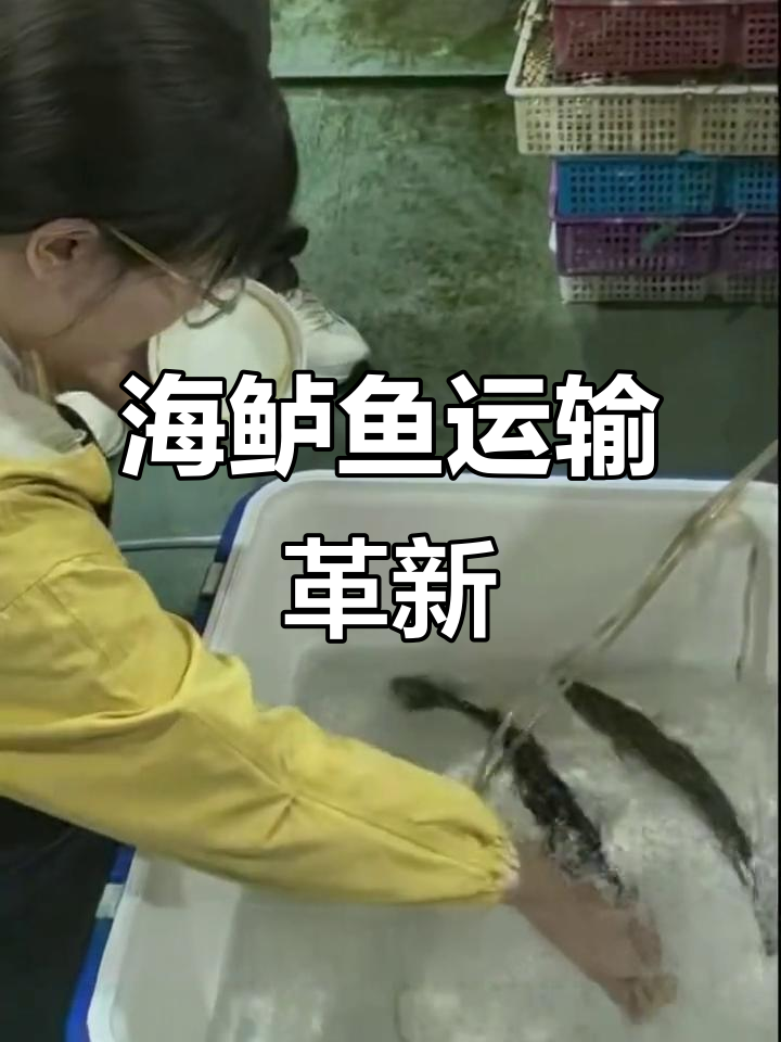 体验海鲈鱼运输新法,甲盐让物流更轻松!