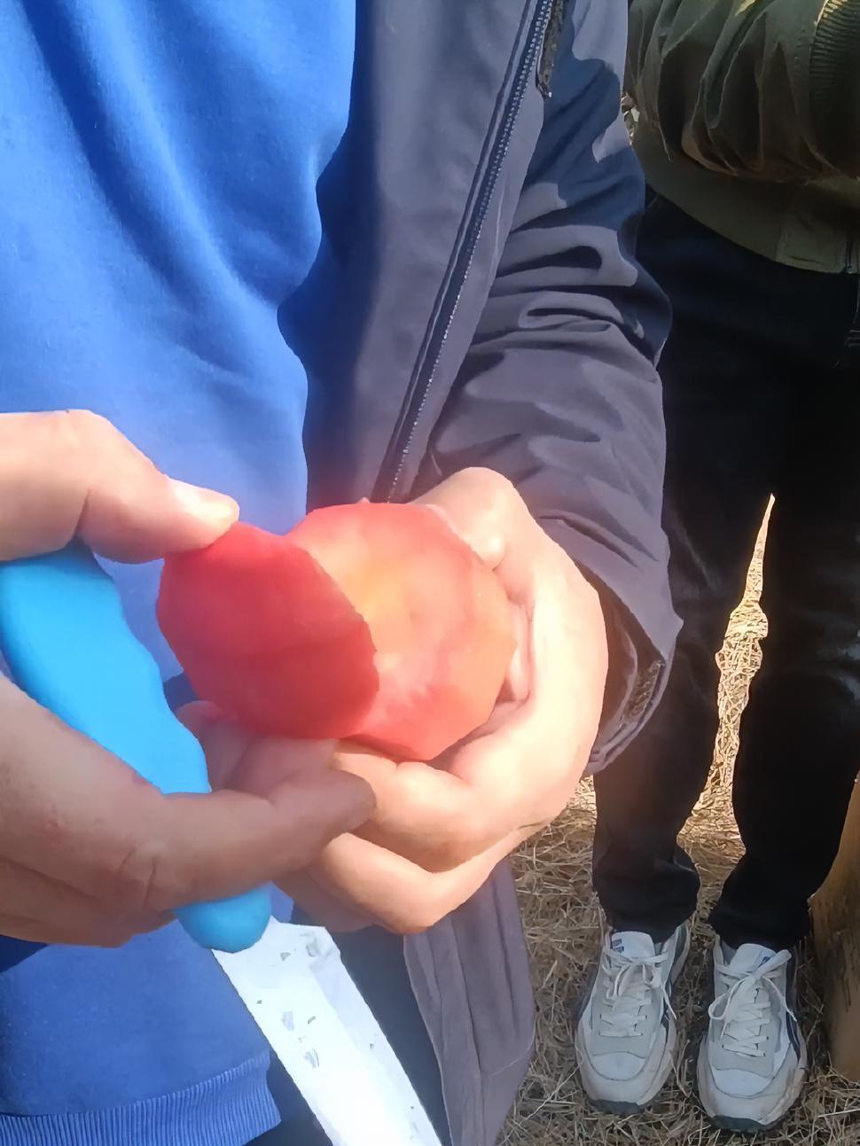 张玉刚教授介绍青岛农业大学选育的红肉苹果新品种:红丹