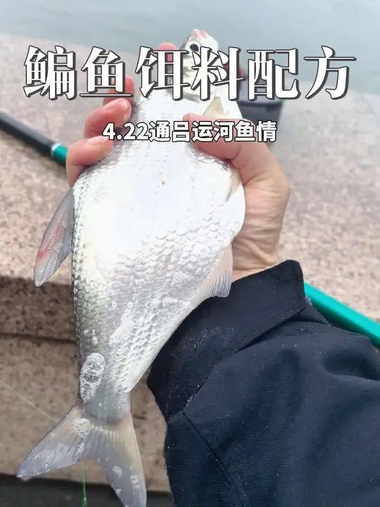 钓鳊鱼用什么饵料,饿得慌1号鱼饵,小爆护了