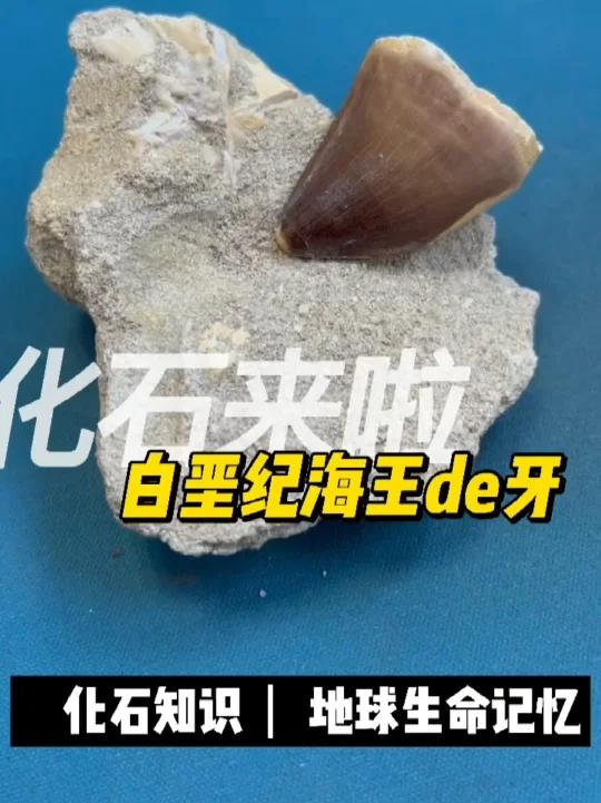 白垩纪顶级海洋杀手的牙齿化石!