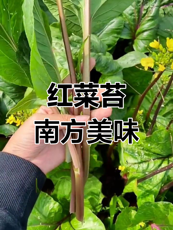 湖北特产红菜苔,营养丰富耐寒性强,北方人没见过吧