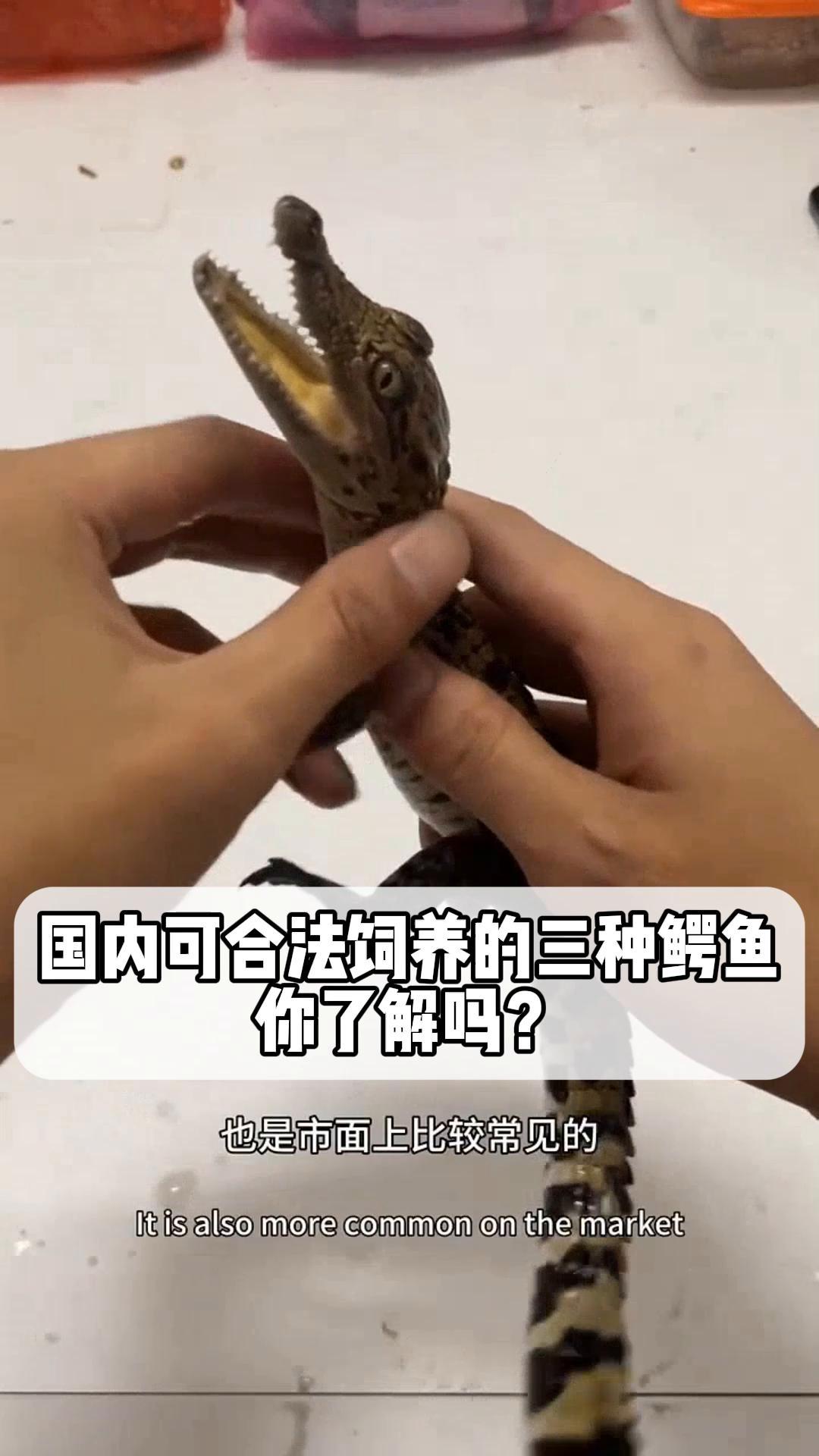 国内可合法饲养的三种鳄鱼,你了解吗?