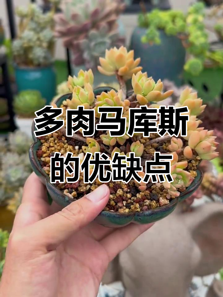 马库斯多肉:优点与缺点大揭秘