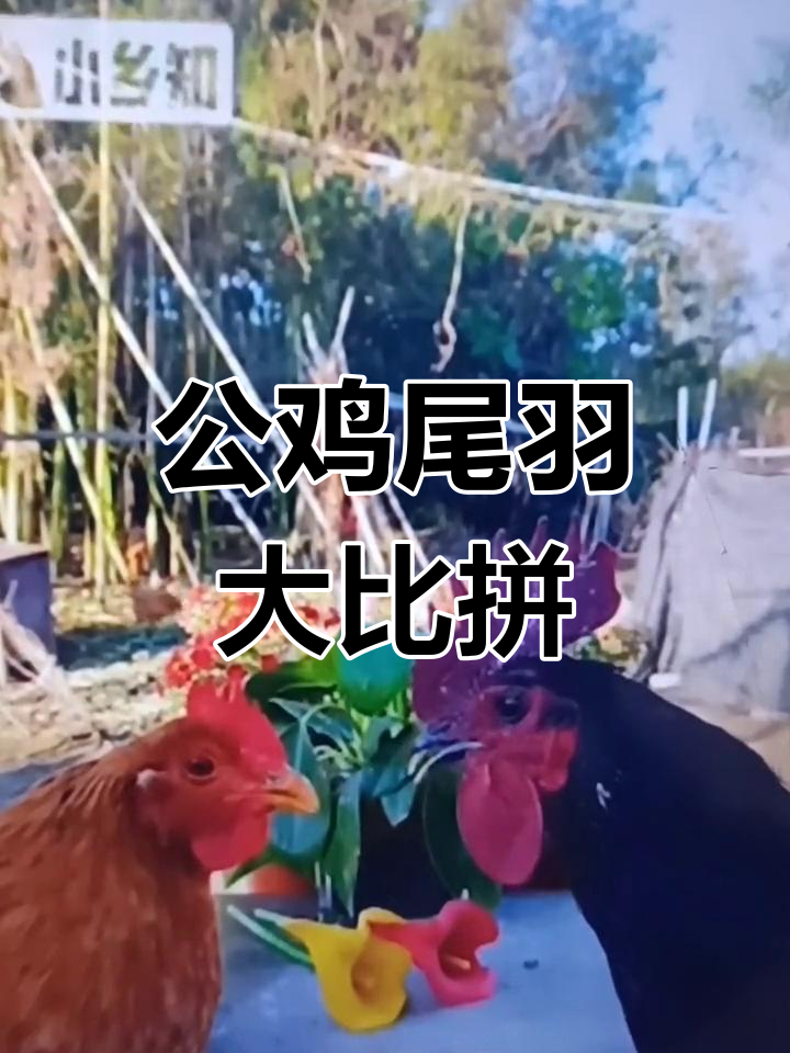 灰红公鸡尾巴争艳,谁更胜一筹?