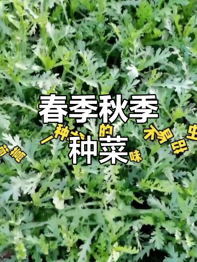 茼蒿适合春秋种植,火锅必备蔬菜