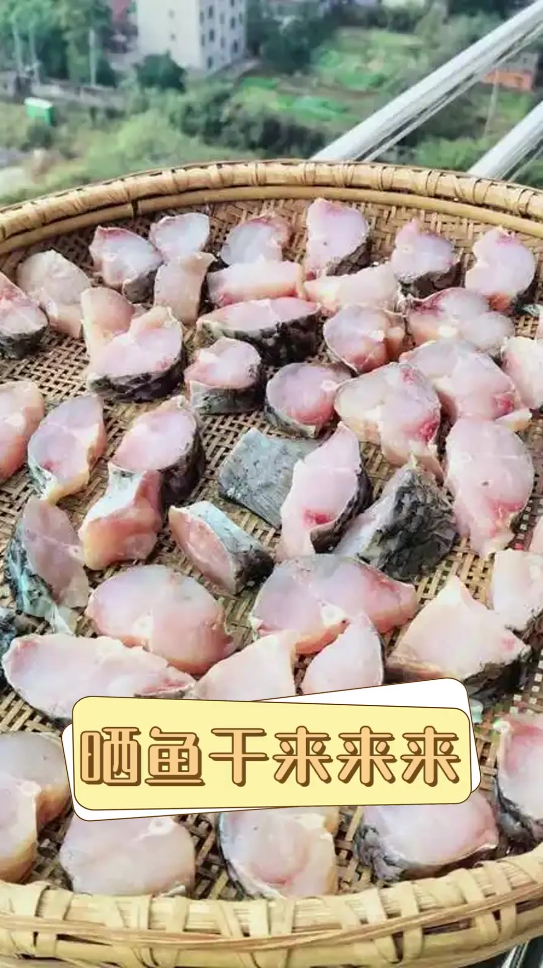 晒鱼干来来来