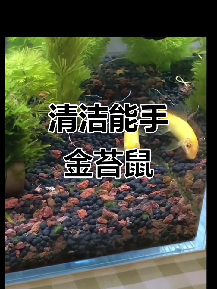 金苔鼠,清道夫鱼,吃藻除垃圾,维护水族箱清洁
