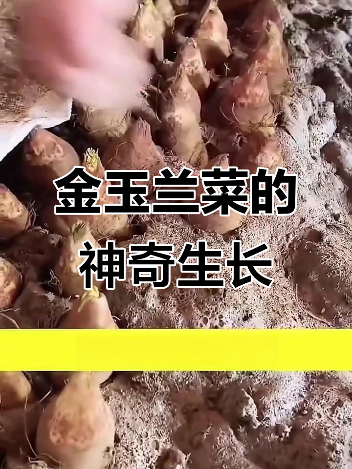 欧洲贵族蔬菜金玉兰菜,冬季自给自足的秘密
