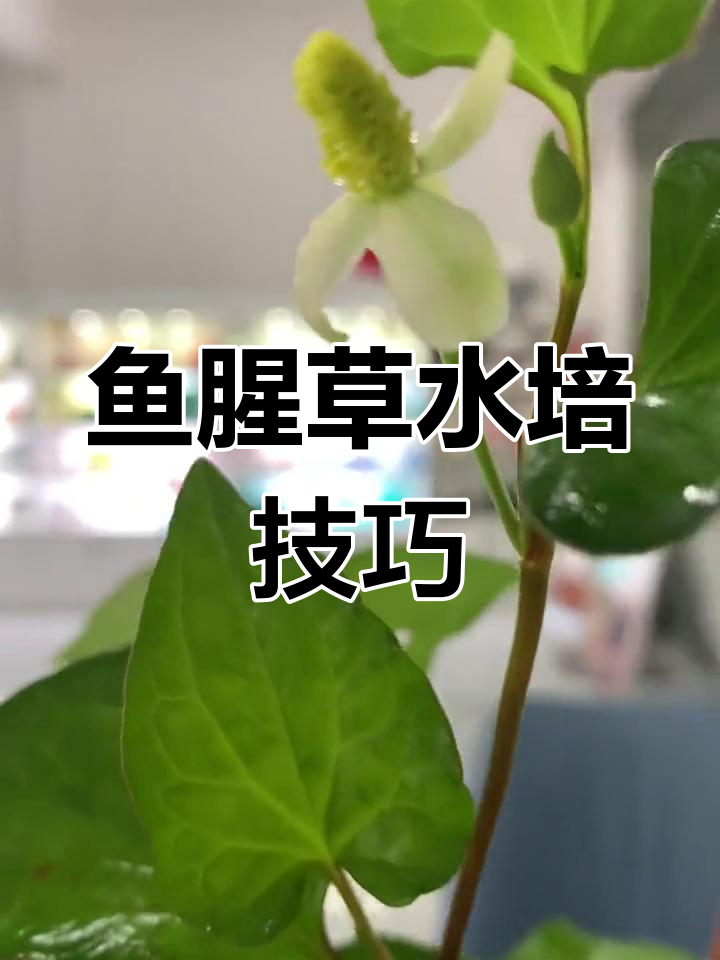 水培鱼腥草,也能开花