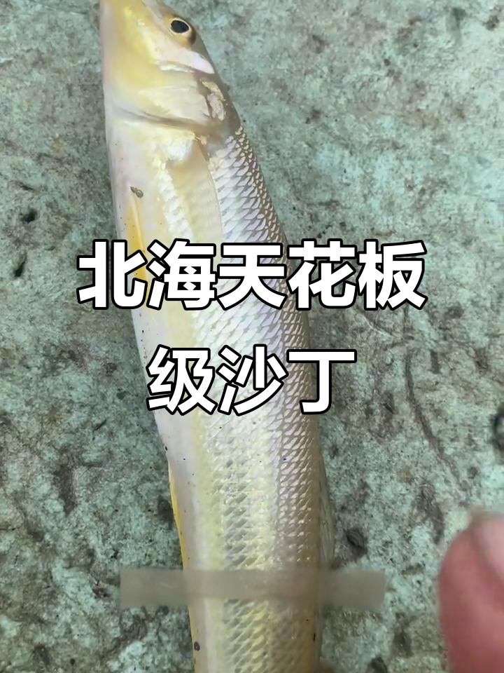 广西北海的顶级沙丁鱼,眼睛细小如精灵,三到四月份最美味