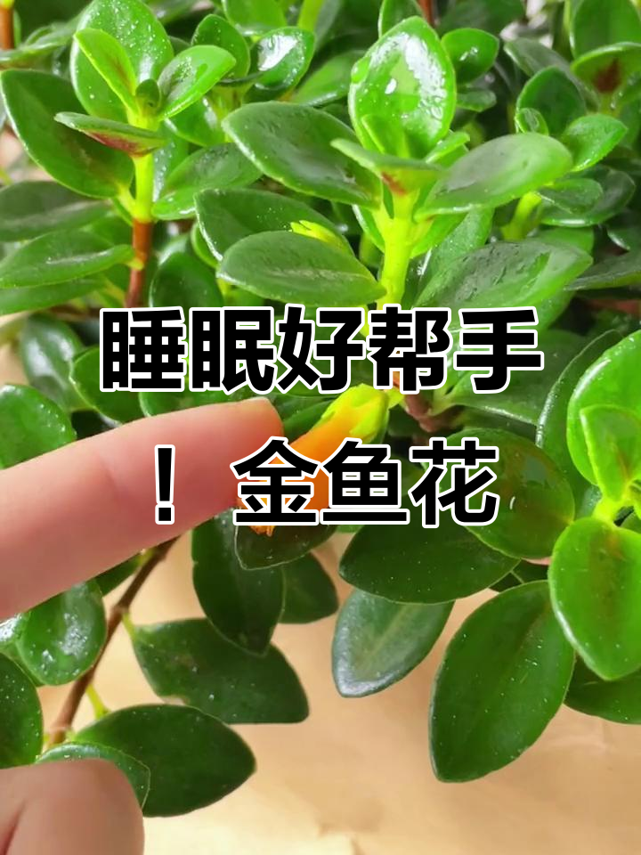 金鱼花:夜晚释放氧气,花朵如小金鱼般穿梭,寓意深刻