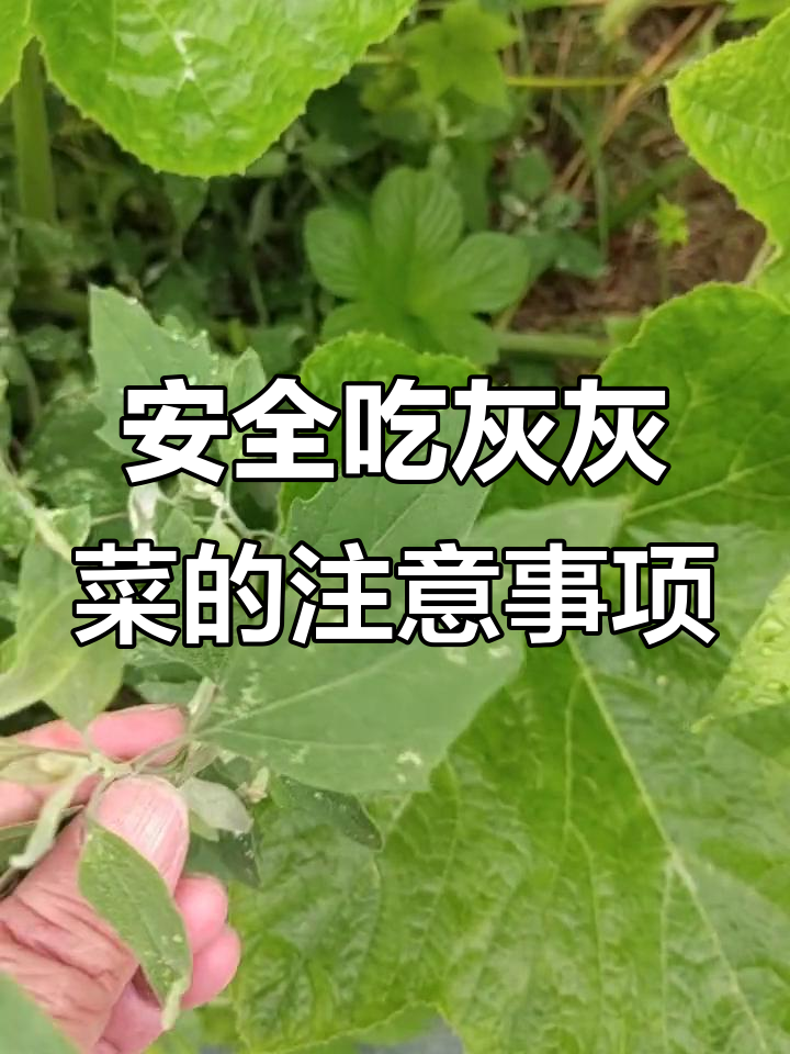 灰灰菜:光感植物,营养丰富但需注意食用安全