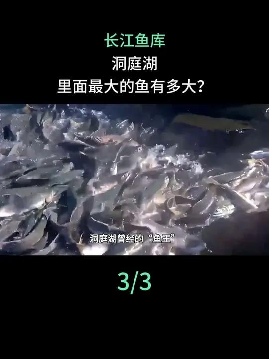 长江鱼库洞庭湖,里面最大的鱼有多大?