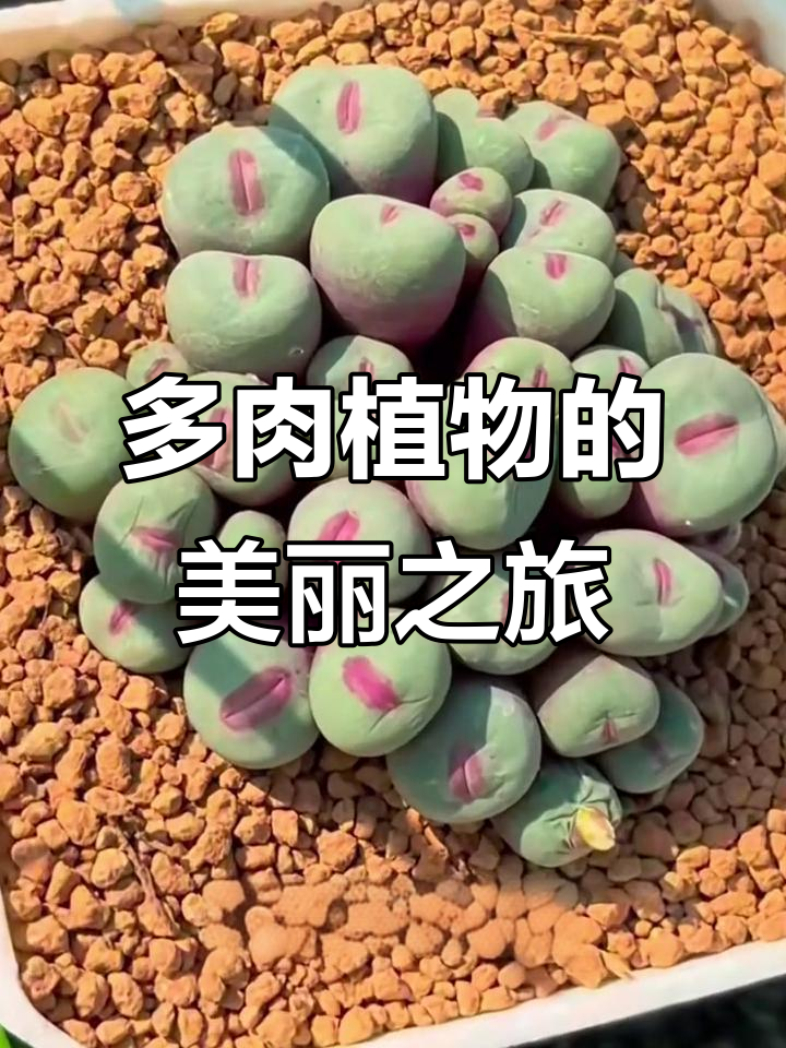 探秘多肉植物世界,各种可爱造型大揭秘