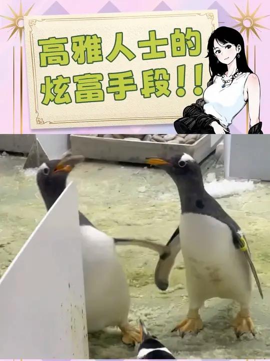 高雅人士对鹅卵石情有独钟啊！