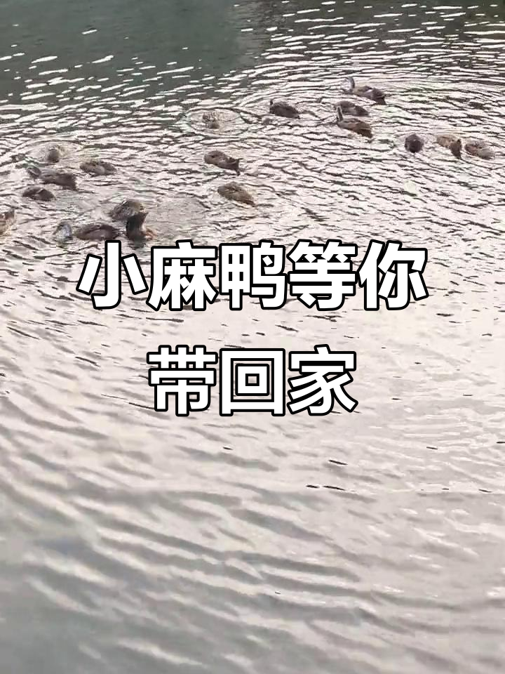家里有八只小麻鸭,喜欢的话赶紧留言哦!