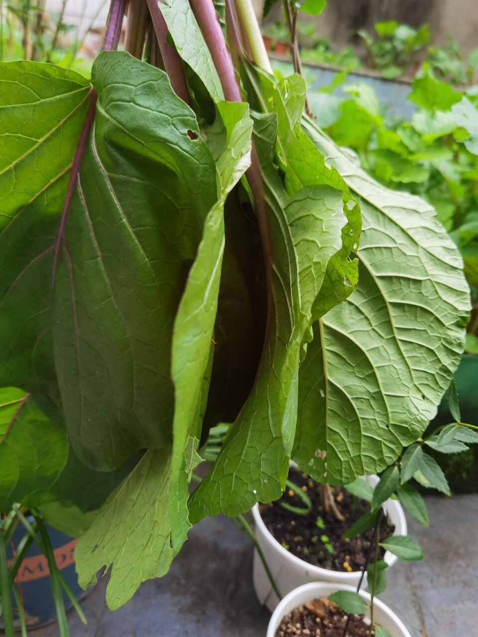 实验红菜苔掰叶子吃