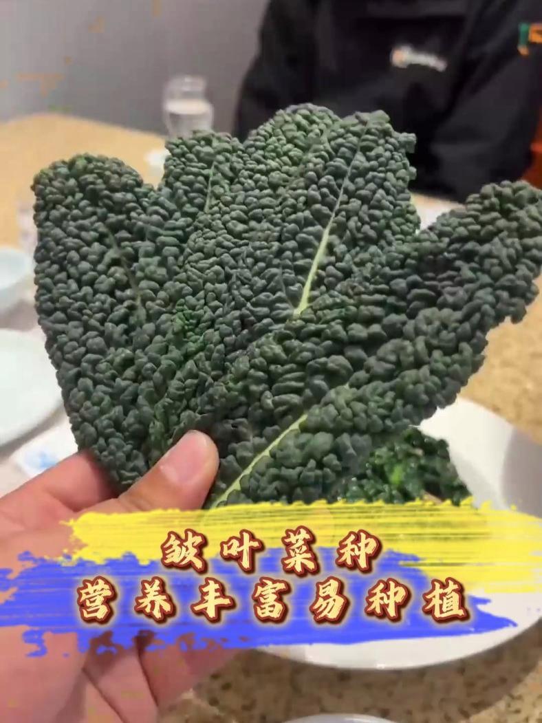 皱叶菜 又叫羽麒麟,营养丰富,凉拌热炒涮火锅都美味 阳台花盆小院均可种植 皱叶菜种子 优质