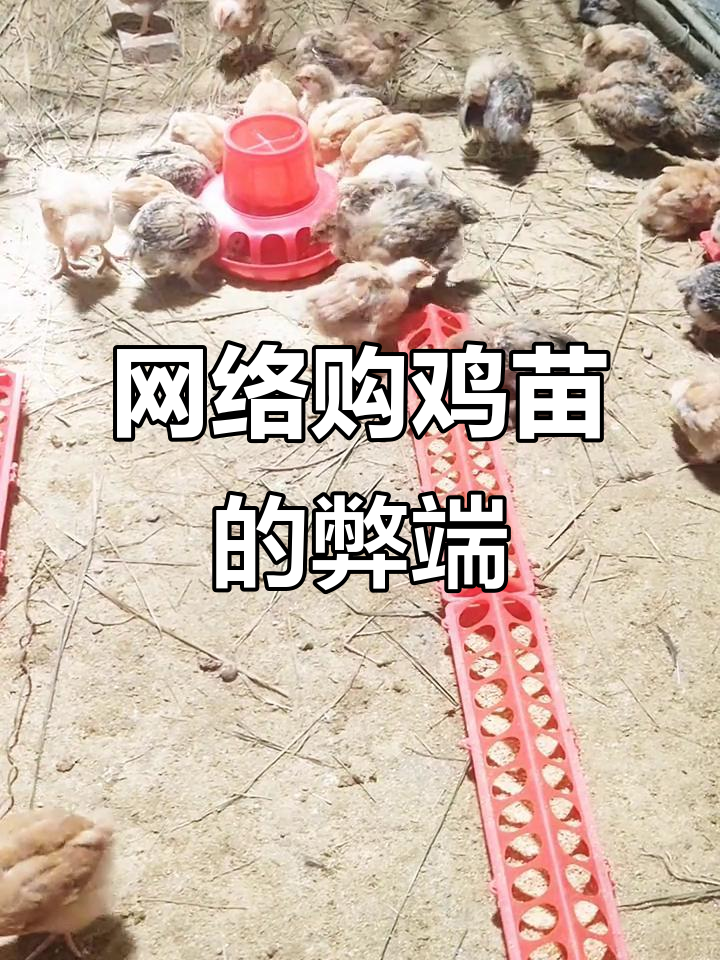 网上买鸡苗的隐秘陷阱:公母比例失调,产蛋率低