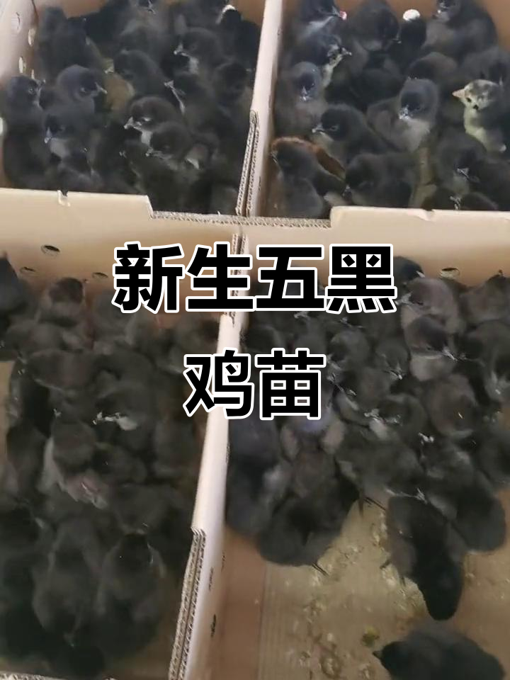 五黑鸡苗刚出生,绿壳蛋来袭!