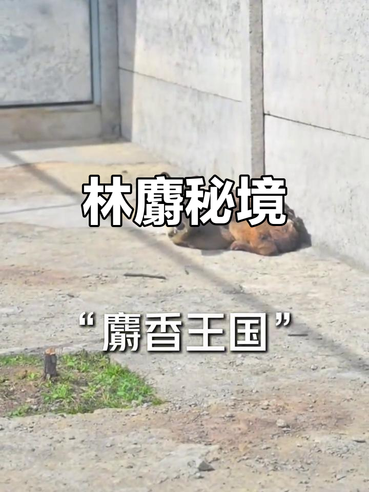 陕西林麝秘境,500亩食材与2000亩生态圈舍的完美结合