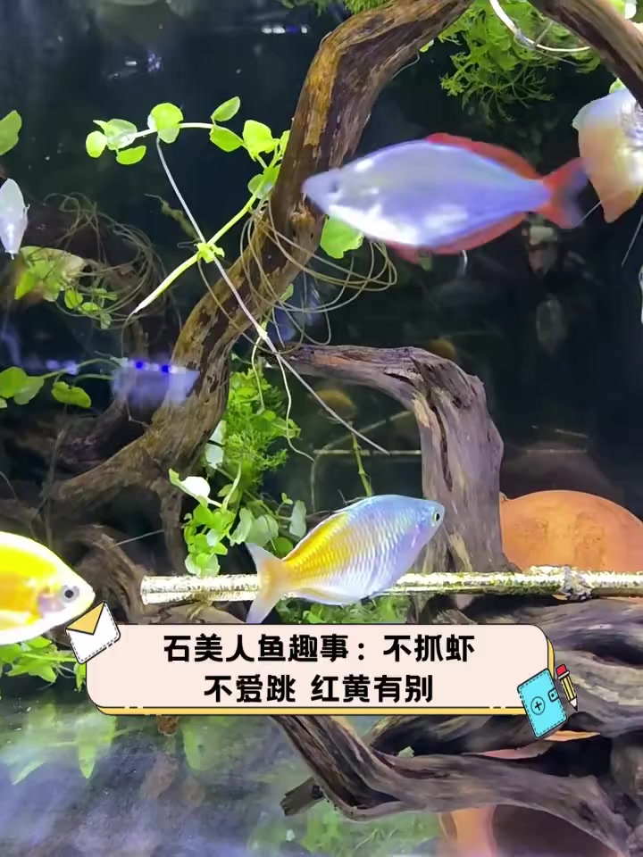 石美人鱼趣事:不抓虾,不爱跳,红黄有别
