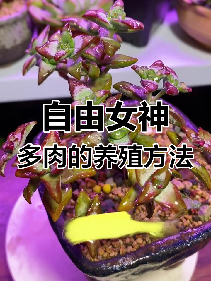 自由女神多肉养护技巧:从砍头到群生的全过程