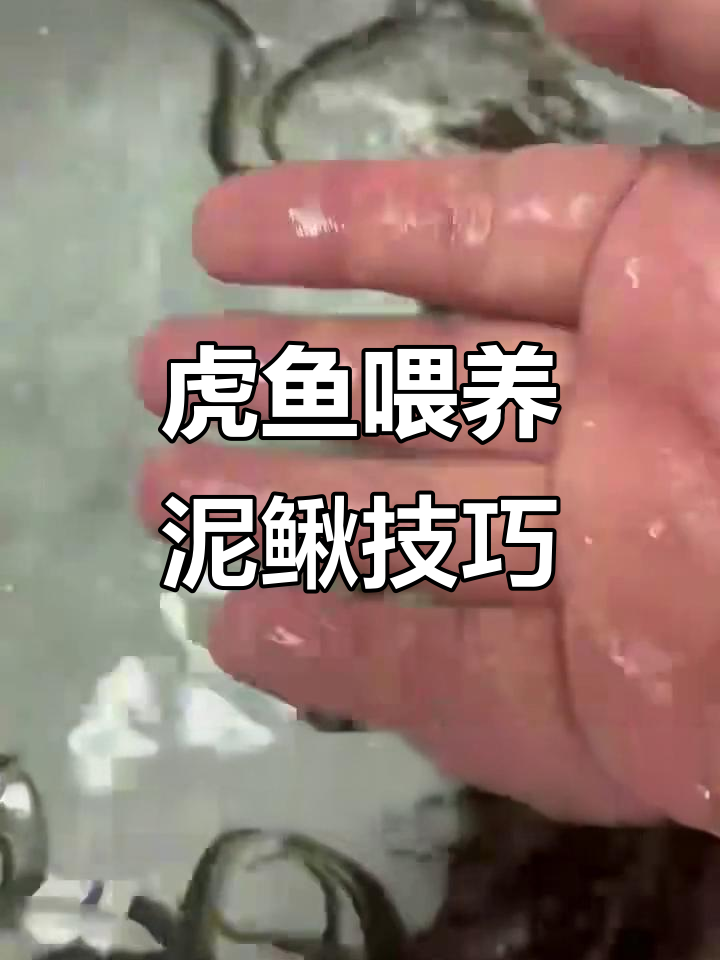 虎鱼喂泥鳅的好处与注意事项