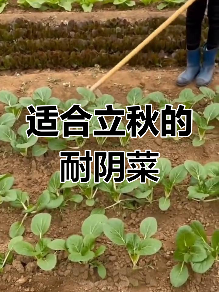 立秋后耐阴蔬菜推荐,轻松种植不愁光照