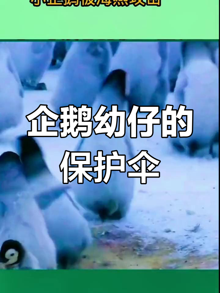 大企鹅开幼儿园,轮流守护小企鹅免受海燕攻击