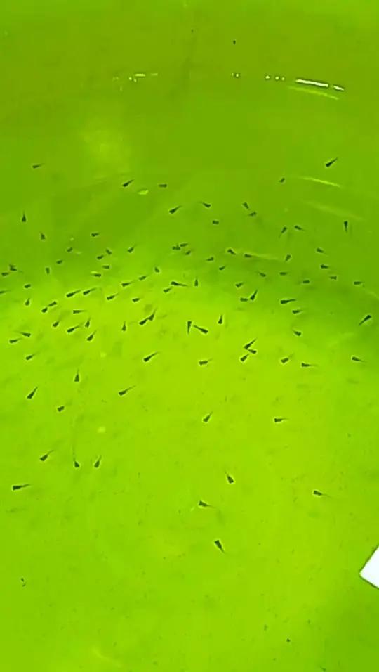 生了107只,开始统计谁中奖了,截止5月11日0点私信 熊猫母鱼一共生了107只,开始统计