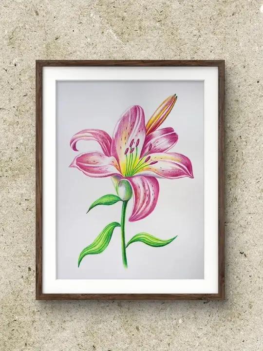 简单易学的彩铅花卉粉红百合花画法 零基础学画画 彩铅 画画 花鸟画 彩铅粉红百合花