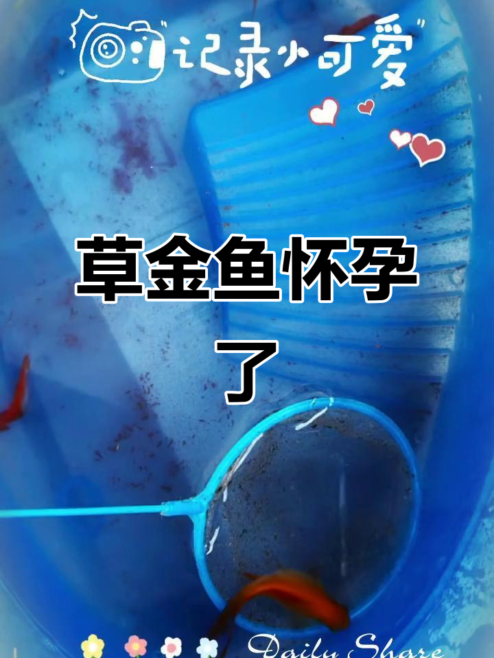 草金鱼首次怀孕,神奇的生命奇迹