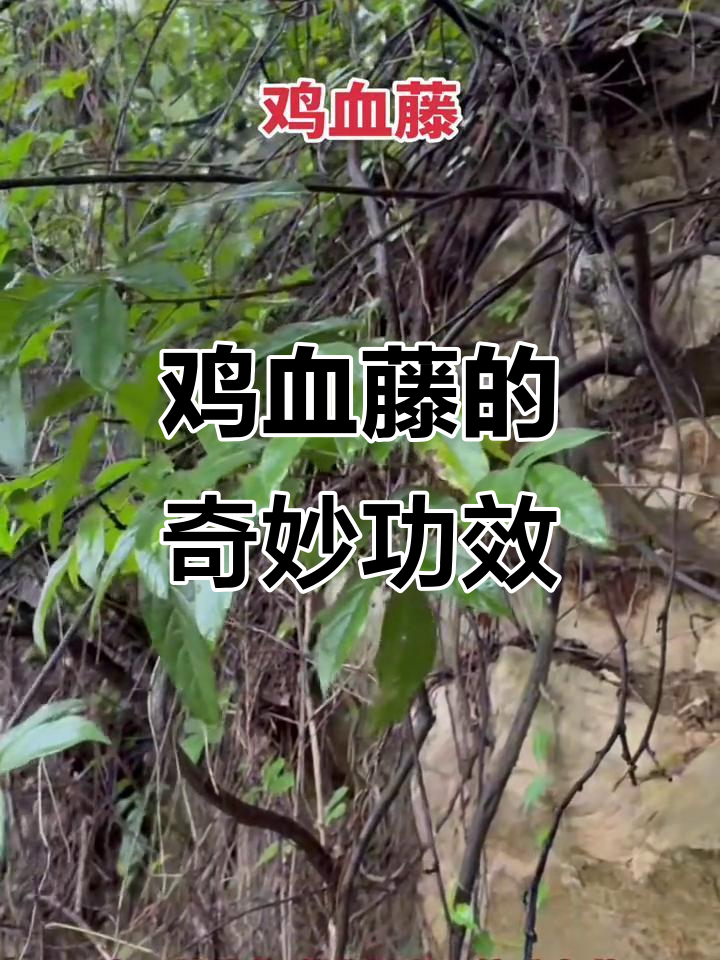 山中鸡血藤,用途广泛,堪称自然宝藏!
