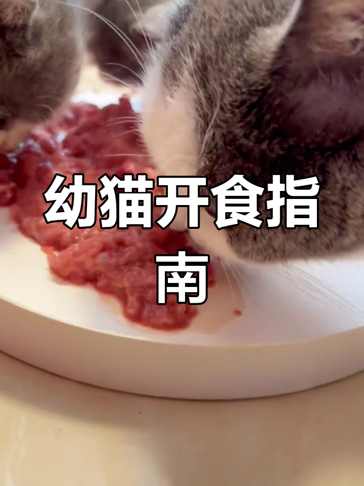 幼猫如何开始生骨肉喂养?