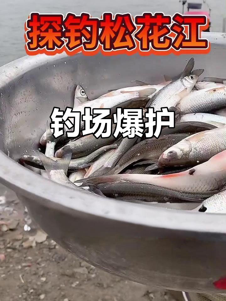 松花江钓鱼直播,雅罗大爆发!