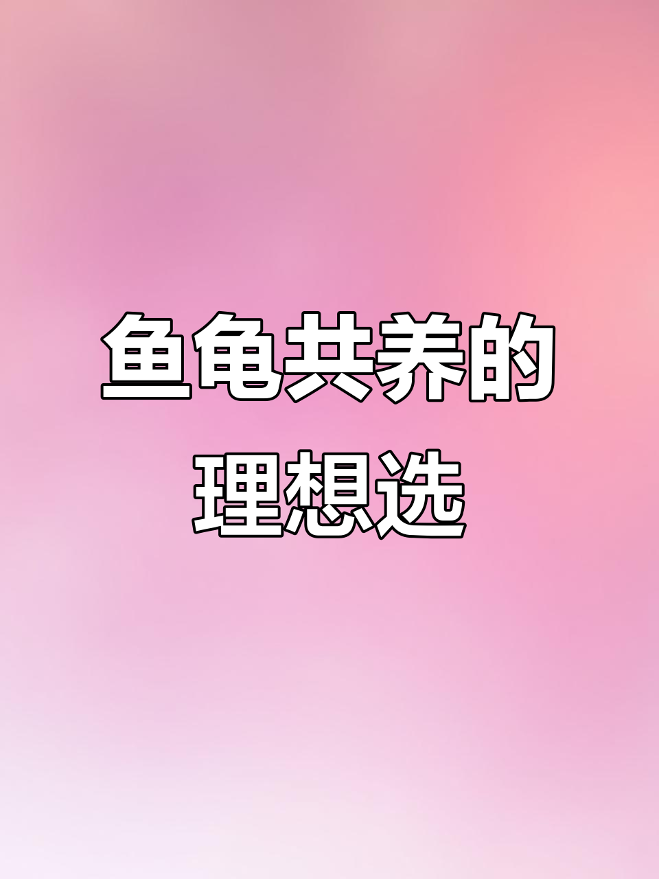 鱼龟混养新选择:冠壁青鳉与乌龟的完美搭配