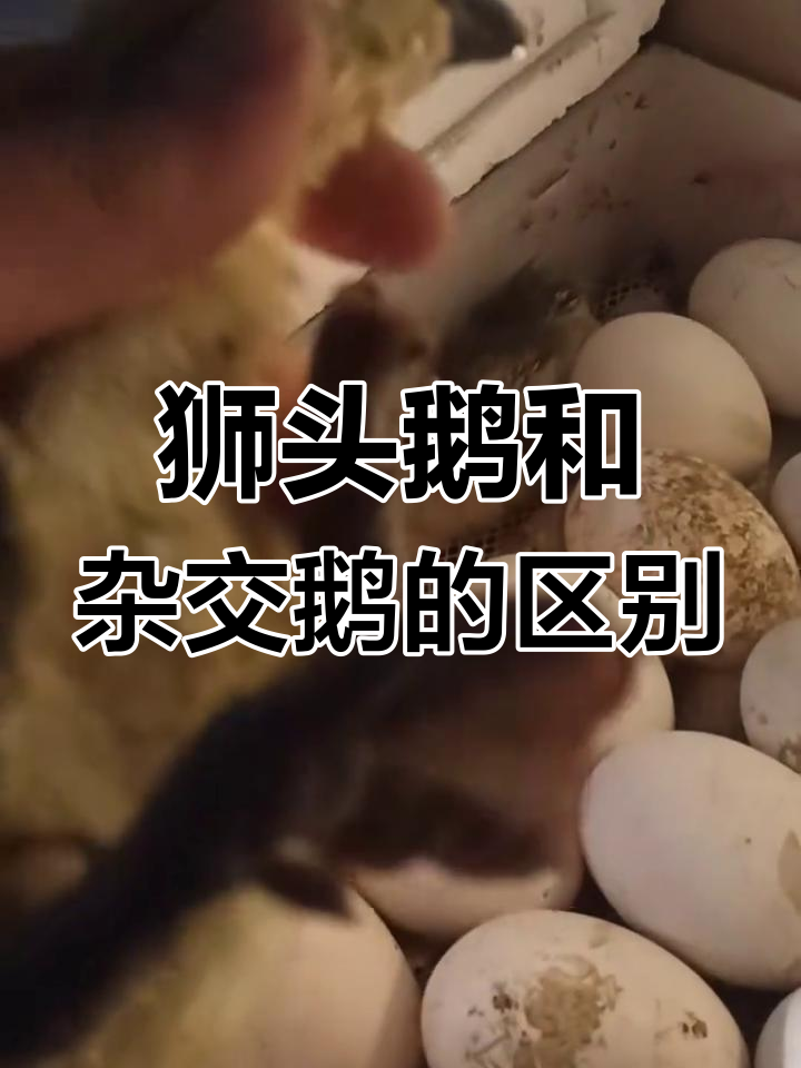 狮头鹅与杂交鹅的差异,你了解吗?