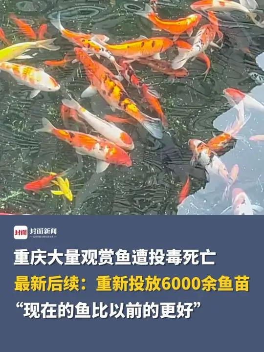 重庆大量观赏鱼遭投毒死亡,最新后续:重新投放6000余鱼苗,之后会加强巡逻