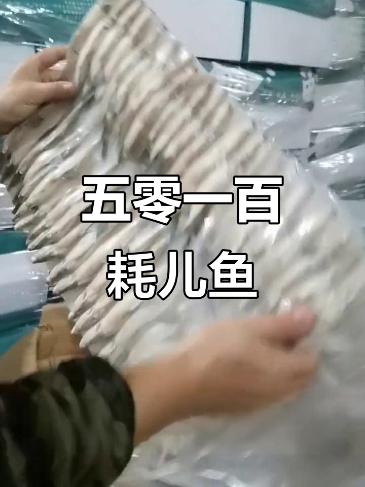 活上放血耗儿鱼,五零一百的极致美味
