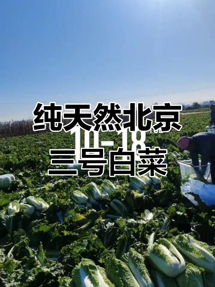 北京三号白菜:纯天然绿色蔬菜,健康又美味
