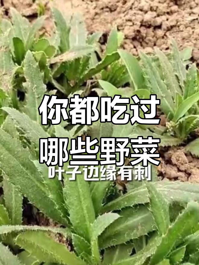农村常见66种野菜,看看你吃过几种?最后三种超难寻