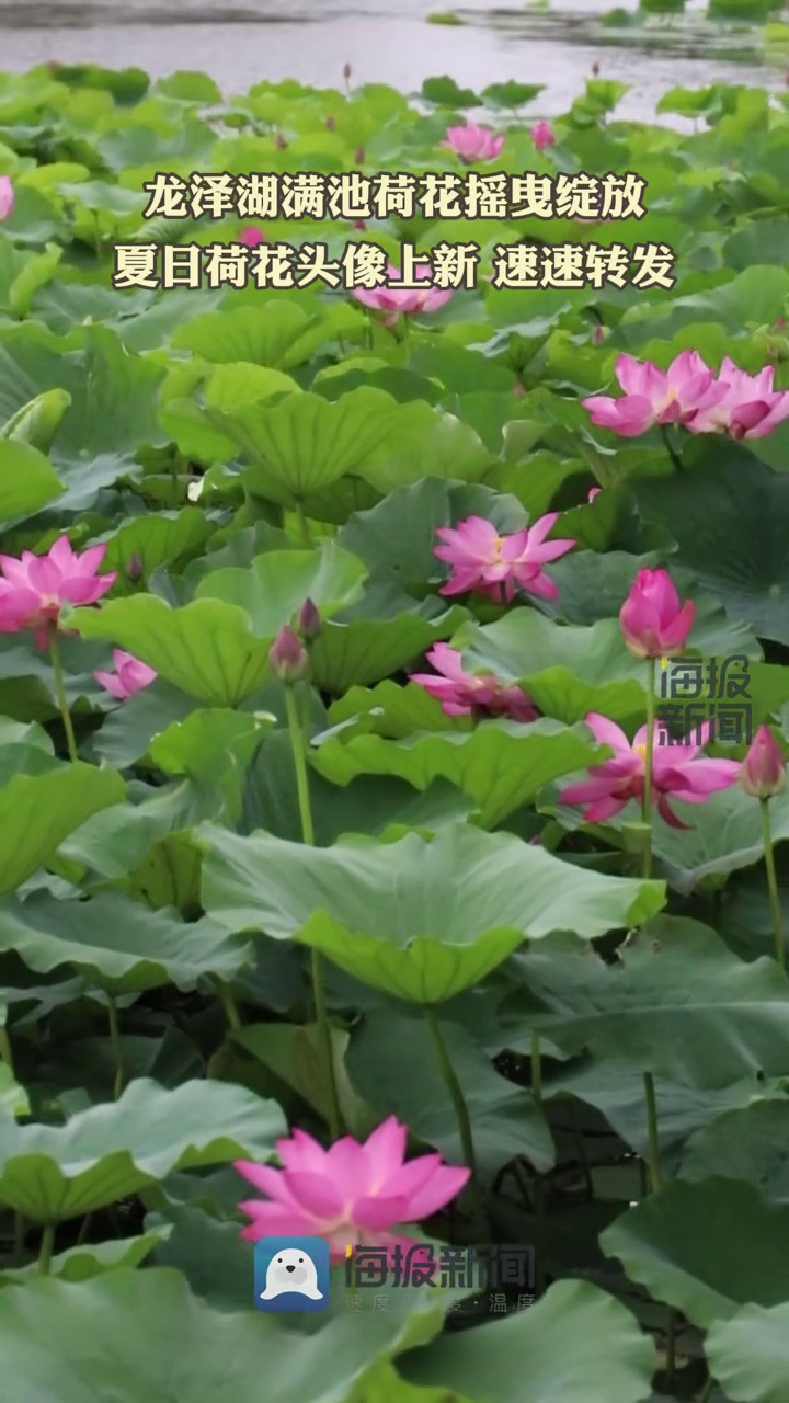 夏日荷花头像上新,速速转发!6月19日,泰安龙泽湖公园满池荷花摇曳绽放,粉荷自翡翠般的叶浪